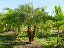 Phoenix roebelenii